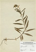 藏品(水丁香)的圖片